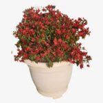 Bougainvillea Tomato Red BushyBougainvillea