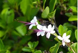 Wild Jasmine CrownClerodemdrum Inerme - Image 5