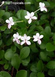 Wild Jasmine CrownClerodemdrum Inerme - Image 4