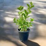 Wild Jasmine CrownClerodemdrum Inerme