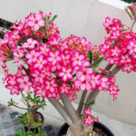 Desert Rose PinkAdenium Obesum