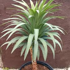 Yucca Desmetiana Or Blue BoyYucca Desmetiana - Image 3