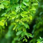 Manila Tamarind Or Madras Thron TreePithecellobium Dulce