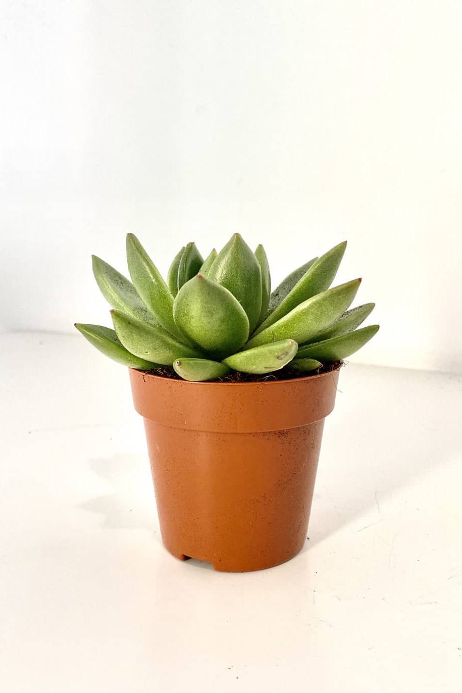Echeveria OVR