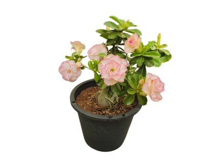 Adenium Obesum - Desert Rose