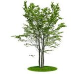 Jujube Tree SpainZiziphus jujuba