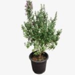 Texas Silverleaf SmallLeucophyllum Frutescen