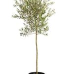 Olive Plant - Olea Europaea