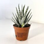 Haworthia Wide Zebra (Haworthia Fasciata)