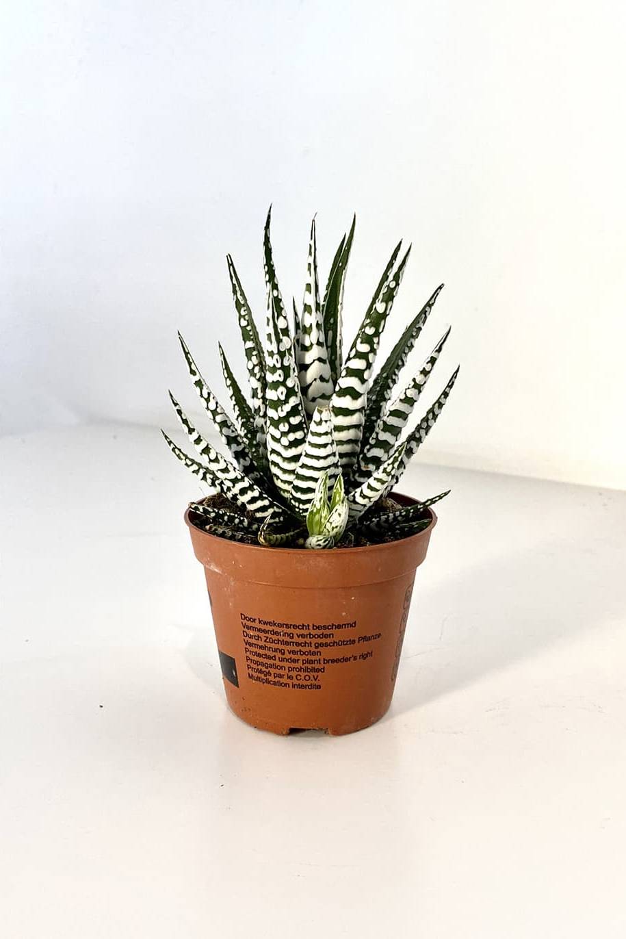 Haworthia Wide Zebra (Haworthia Fasciata)
