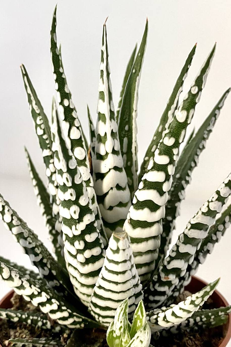 Haworthia Wide Zebra (Haworthia Fasciata) - Image 2