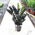 Raven ZZZ (amioculcas Black)