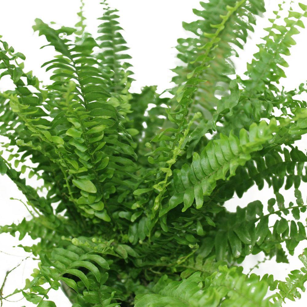 Boston Fern - Nephrolepis Exaltata - Image 7