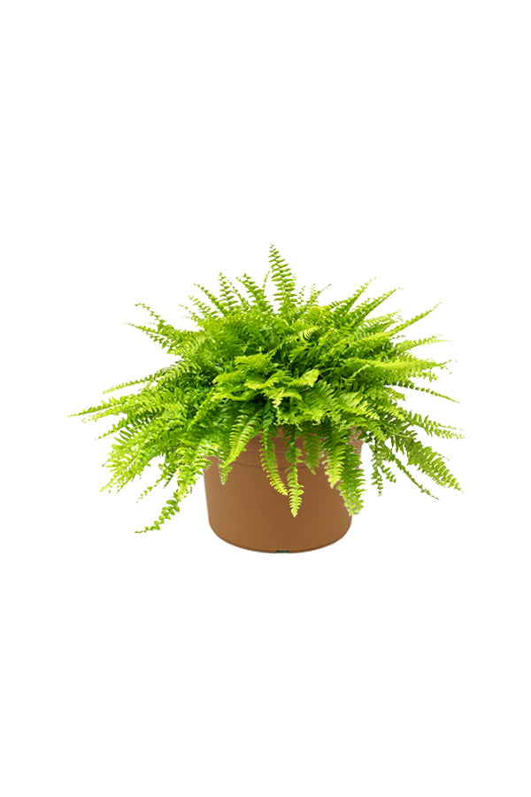 Boston Fern - Nephrolepis Exaltata - Image 2