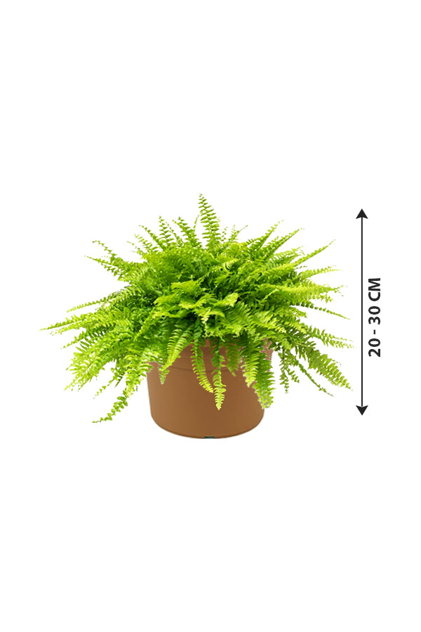 Boston Fern - Nephrolepis Exaltata - Image 4