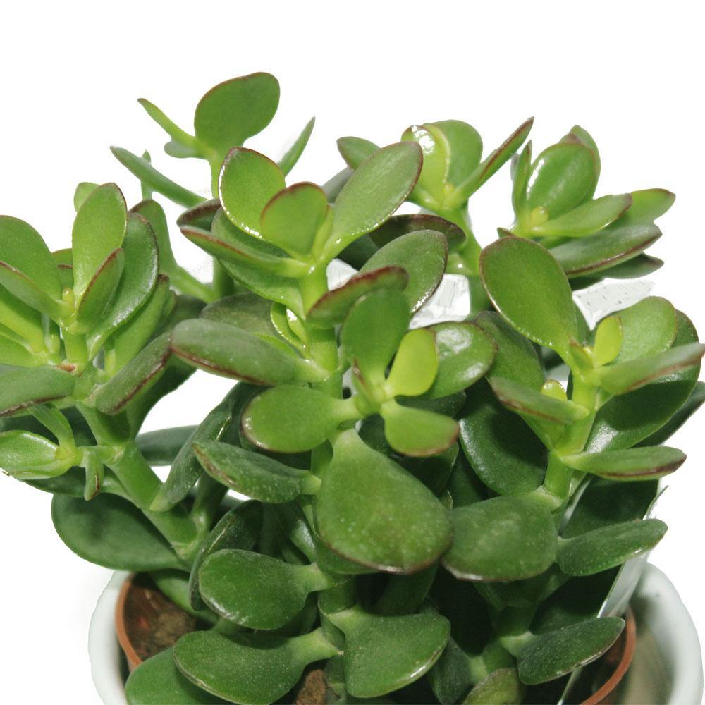 Crassula Ovata - Dollar Plant - Image 5