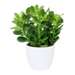 Crassula Ovata - Dollar Plant