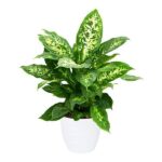 Dieffenbachia Compacta - Dieffenbachia Seguine