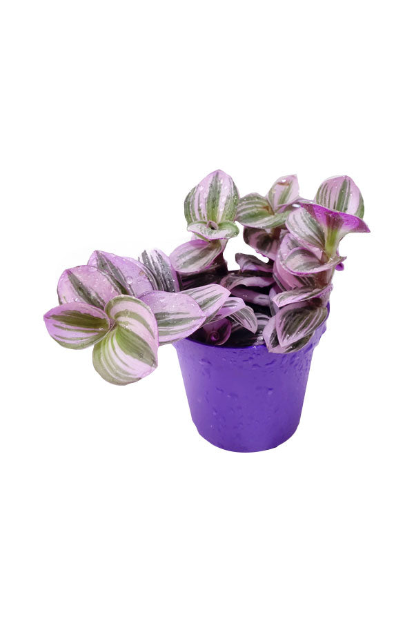 Fantasy Venice - Tradescantia Albiflora Nanouk - Image 3