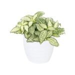 Fittonia - The Nerve Plant