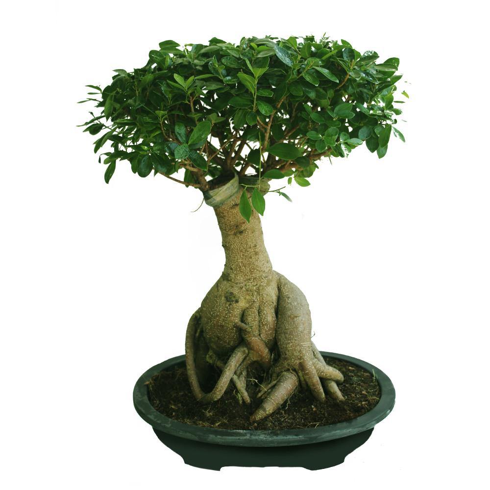 Ginseng Bonsai - Bonsai Plants - Image 12