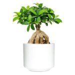 Ginseng Bonsai - Bonsai Plants