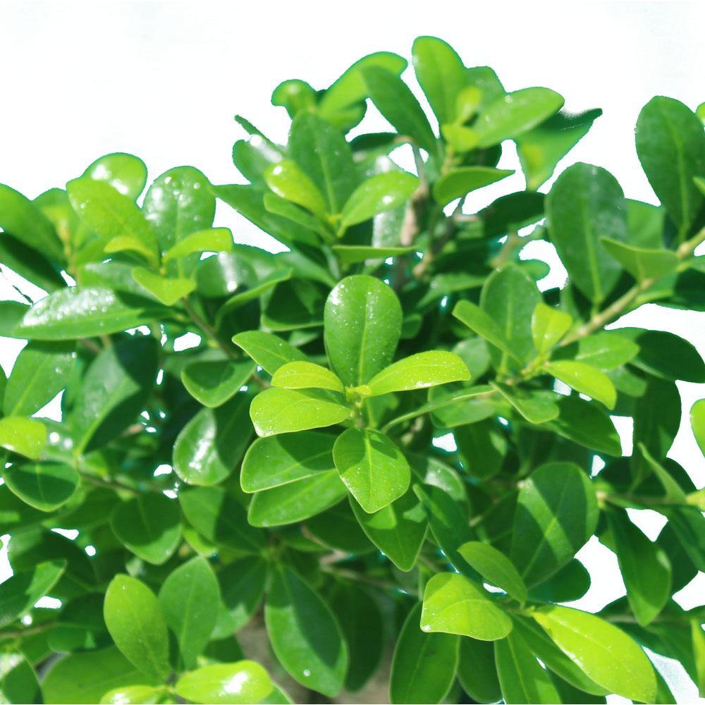 Ginseng Bonsai - Bonsai Plants - Image 10