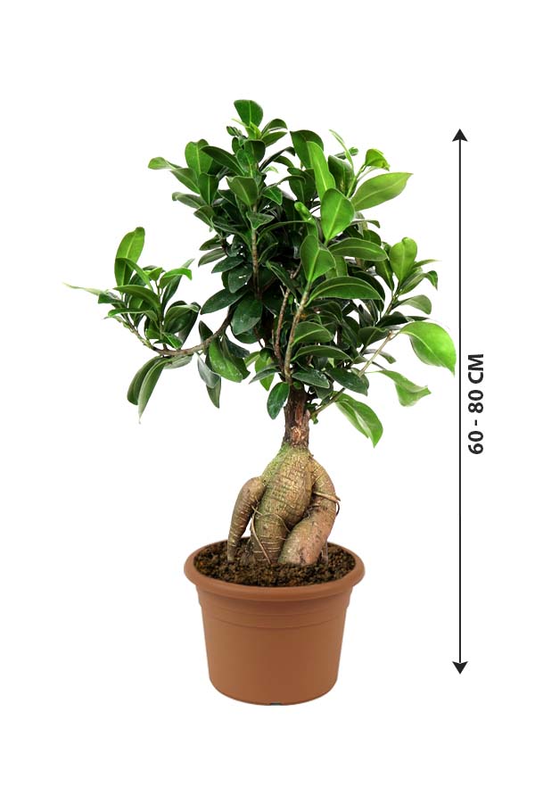 Ginseng Bonsai - Bonsai Plants - Image 8