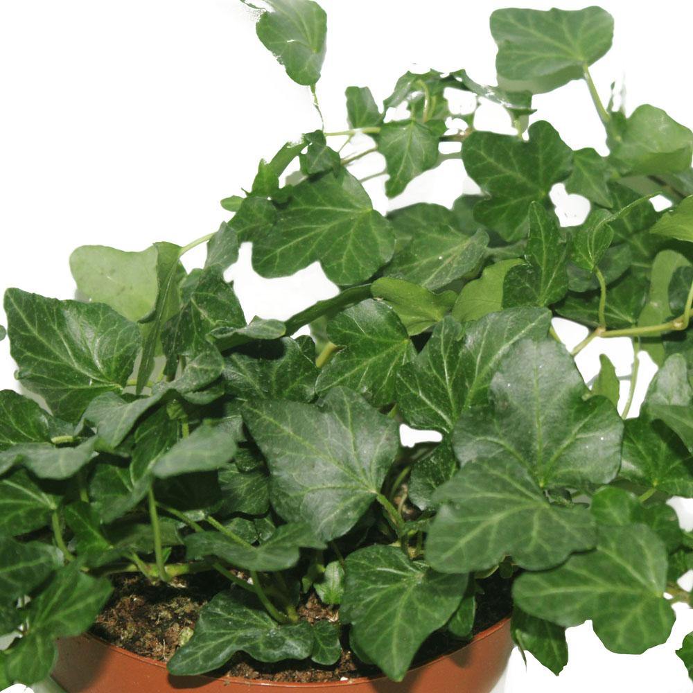 Hedera Helix - English Ivy - Image 8