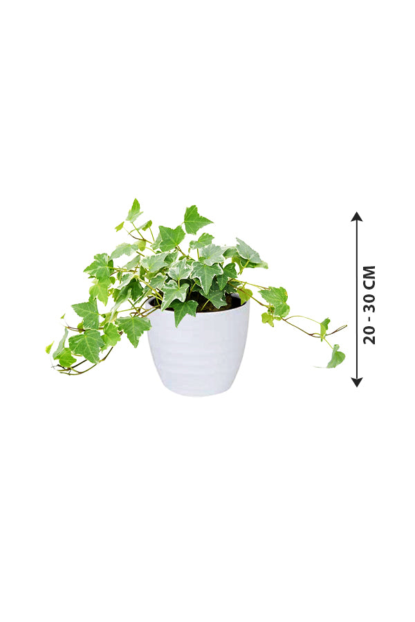 Hedera Helix - English Ivy - Image 2