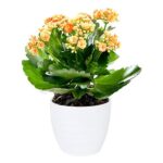 Kalanchoe - Succulent Flowering Plant
