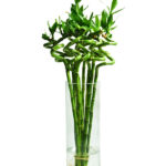 Lucky Bamboo Stick in Glass Vase - Bamboo Plant