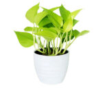 Neon Pothos - Ornamental Plant