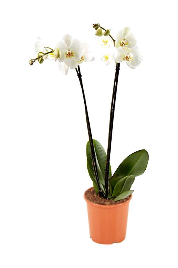 Orchid - Phalaenopsis - (Double Stem) - Image 2
