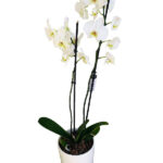 Orchid - Phalaenopsis - (Double Stem)