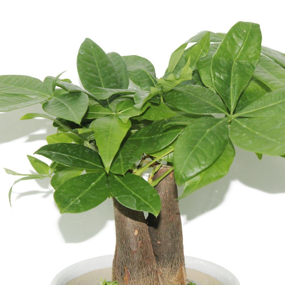 Pachira Small - Mini Money Tree - Image 5