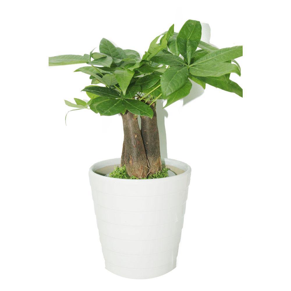 Pachira Small - Mini Money Tree - Image 3