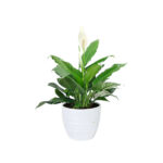 Peace Lily - Spathiphyllum