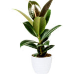 Rubber Plant Robusta - Ficus Elastica