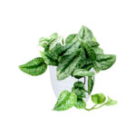 Satin Pothos - Money Plant