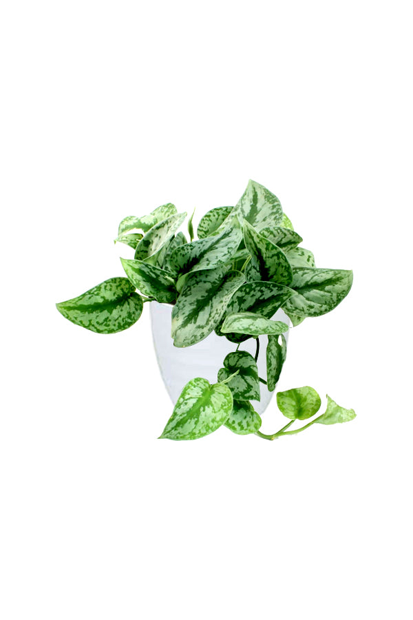 Satin Pothos - Money Plant