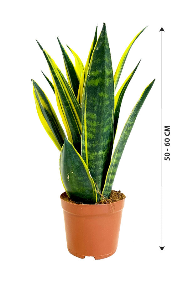 Snake Plant - Sansevieria Indoor Plant - Image 5