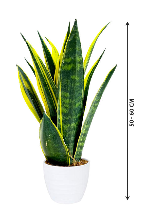 Snake Plant - Sansevieria Indoor Plant - Image 4