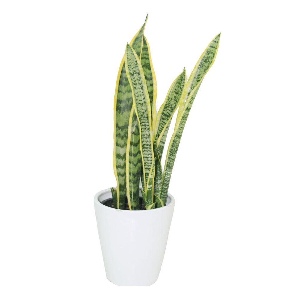 Snake Plant - Sansevieria Indoor Plant
