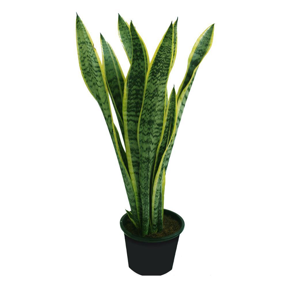 Snake Plant - Sansevieria Indoor Plant - Image 6