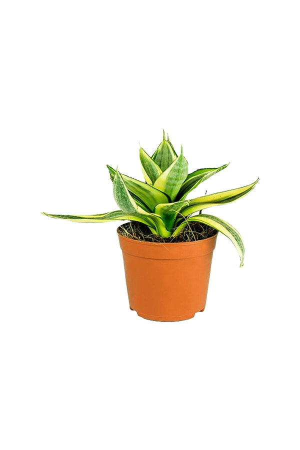 Snake Plant Mini - Sansevieria - Image 3