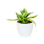 Snake Plant Mini - Sansevieria