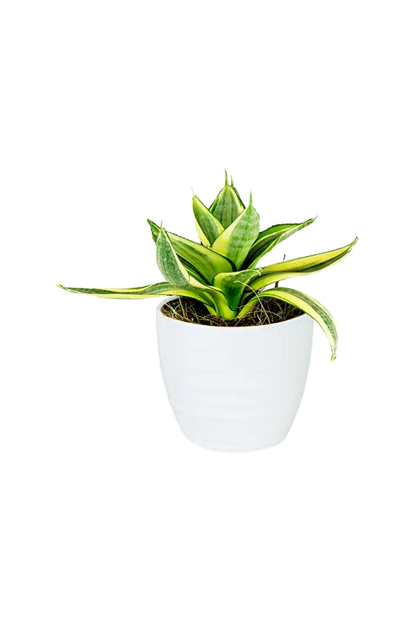 Snake Plant Mini - Sansevieria