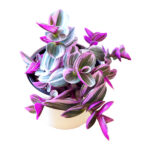 Fantasy Venice - Tradescantia Albiflora Nanouk