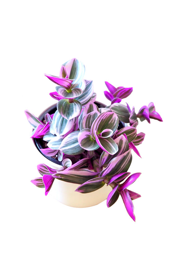 Fantasy Venice - Tradescantia Albiflora Nanouk